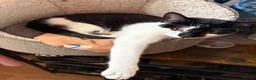 Mixed Breed cats for sale: Tuxedo cat in Gloucester - Advert 1
