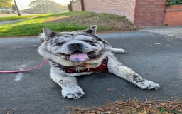 Chow Chow dogs for stud: Rare Smooth Coat Blue Merle for Stud - Advert 2