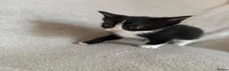 Mixed Breed cats for sale: 5 kittens for sale  in Southend-on-Sea - Advert 4
