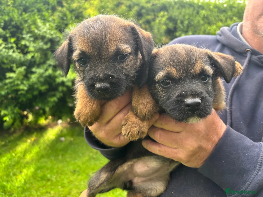 Border Terrier dogs for sale: Border terrier Puppies  - Advert 1