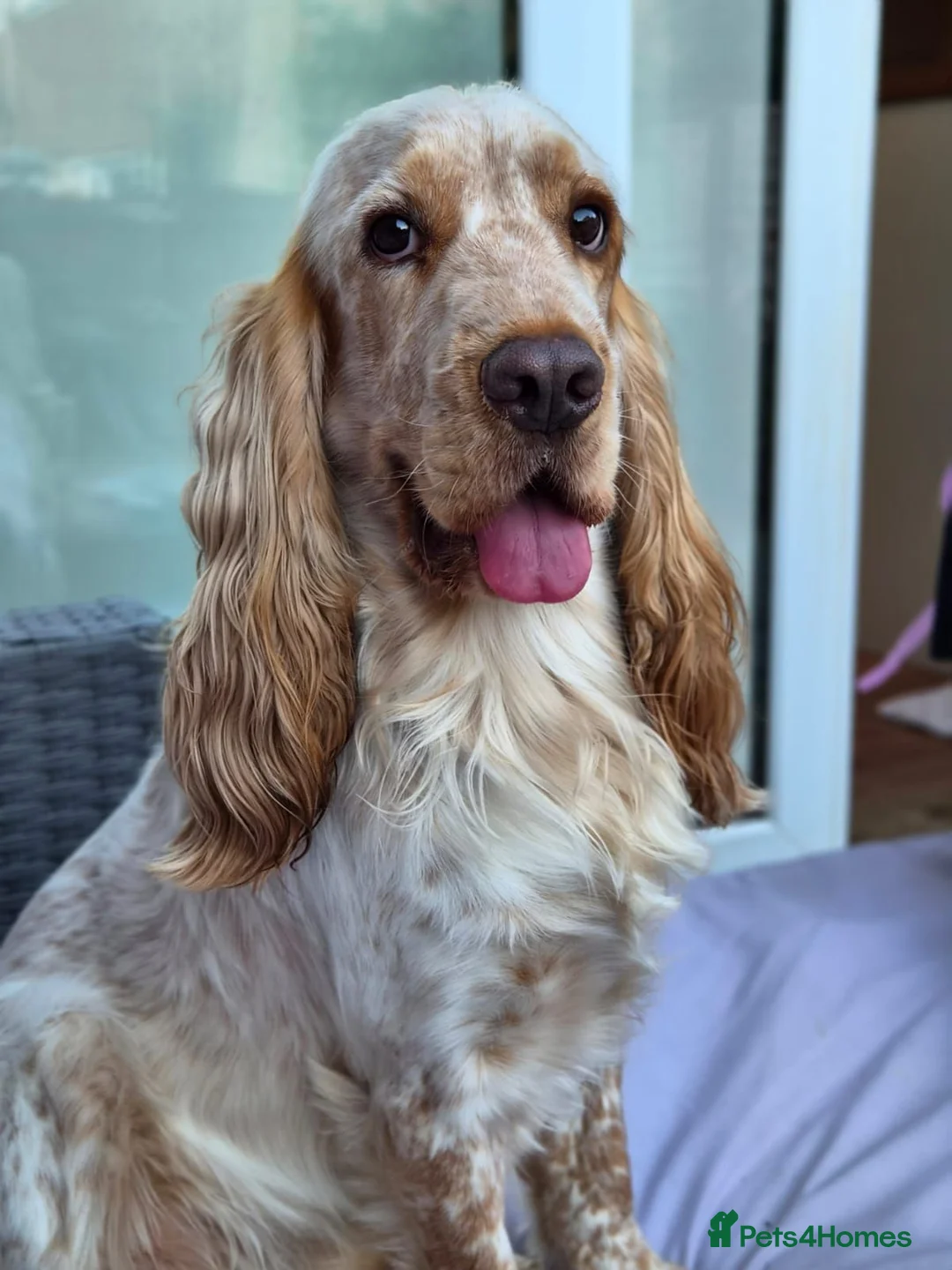 Cocker Spaniel dogs for stud: Cocker spaniel show for Stud - Advert 2