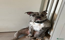 Mixed Breed dogs for sale: Staffship bull terrier cross pocket bully  - Image 6