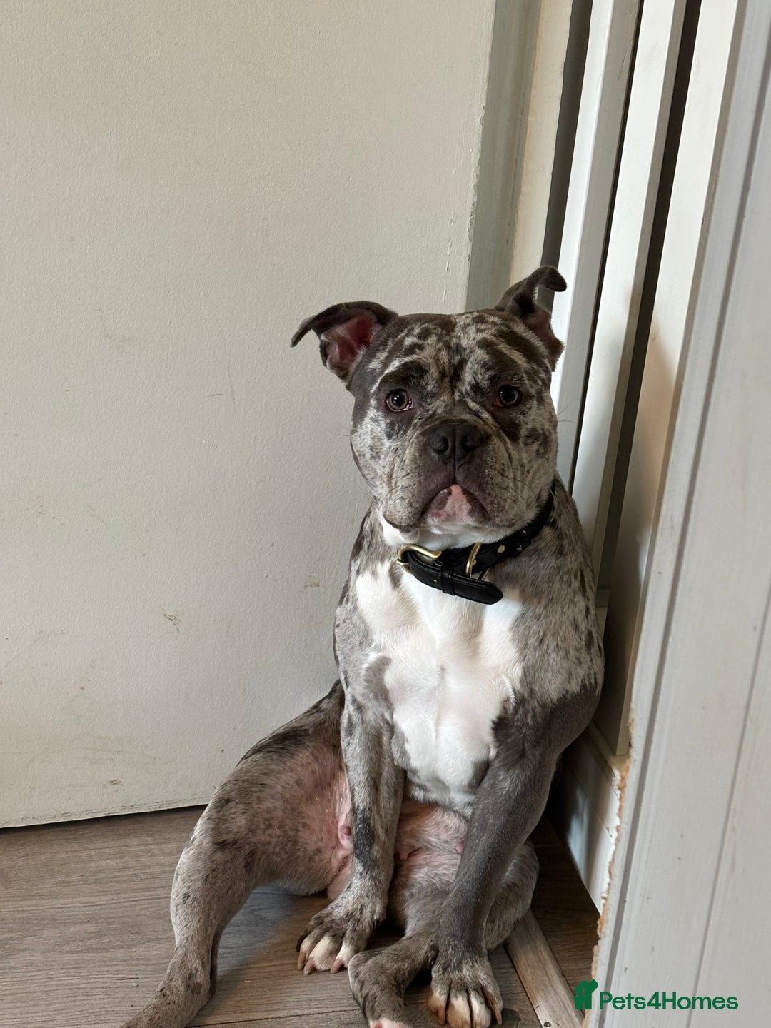 Mixed Breed dogs for sale: Staffship bull terrier cross pocket bully  - Image 6