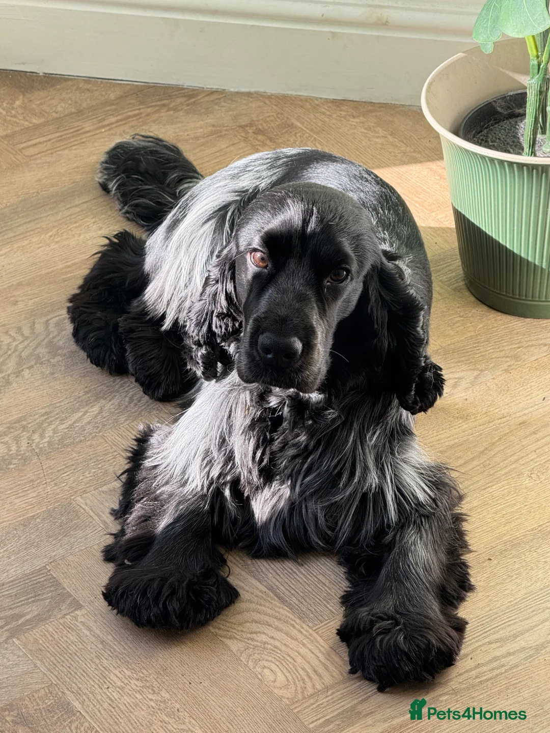 Cocker Spaniel dogs for stud: KC Show Cocker Spaniel Stud | Birmingham in Tamworth - Advert 2