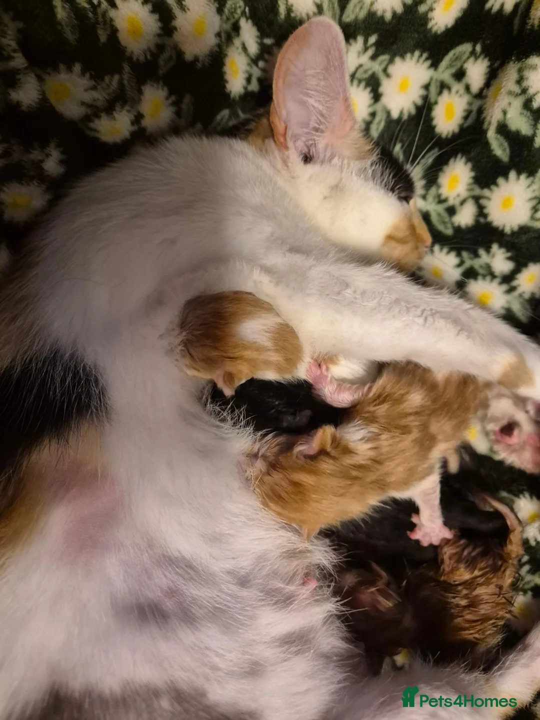 Mixed Breed cats for sale: 2 kittens Ready To Leave - Advert 2