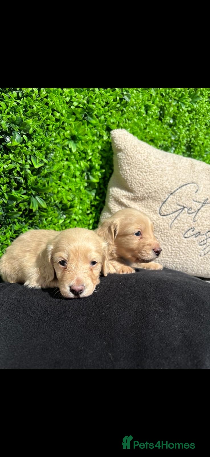 Miniature Dachshund dogs Stunning English cream mini dachshunds🤍 - Advert 1