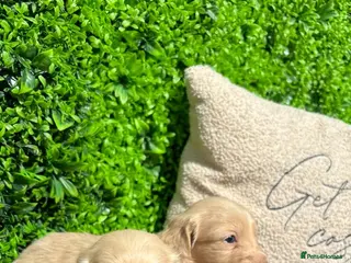 Miniature Dachshund dogs Stunning English cream mini dachshunds🤍 - Advert 1