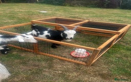 Goats livestock for sale: Male and female Pygmy goat with baby female  - Image 3