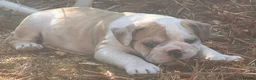 English Bulldog dogs for sale: HEALTH TESTED NEBBR REG OLDE ENGLISH BULLDOG PUPS - Advert 16