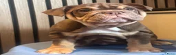 English Bulldog dogs for sale: English Bulldog Female  - Advert 15