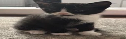 Mixed Breed cats for sale: One female tuxedo left in Rushden - Advert 2
