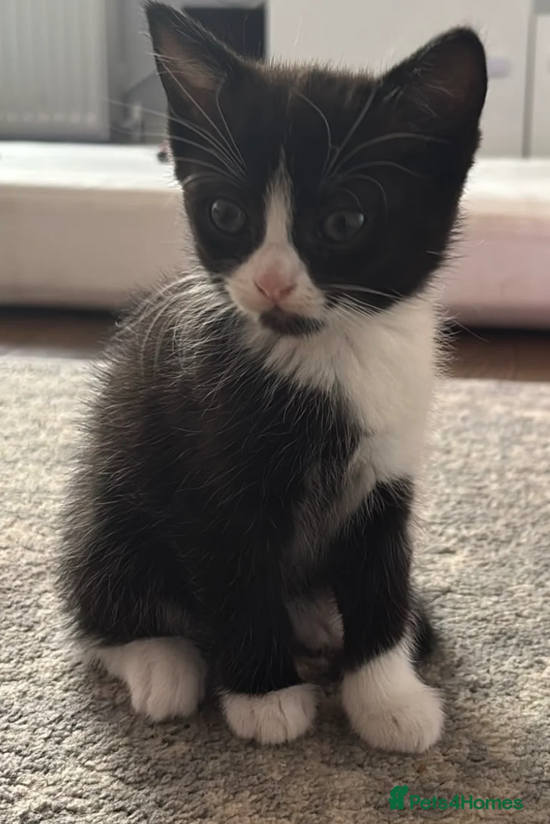 Mixed Breed cats for sale: One female tuxedo left in Rushden - Advert 2