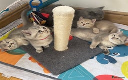 British Shorthair cats for sale: GCCF British Shorthair Kittens– Champion Lines - Image 23