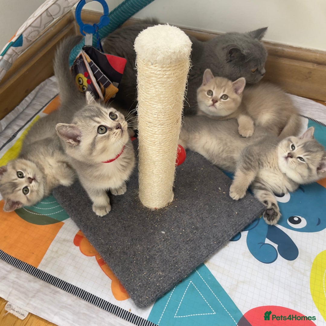 British Shorthair cats for sale: GCCF British Shorthair Kittens– Champion Lines - Image 23