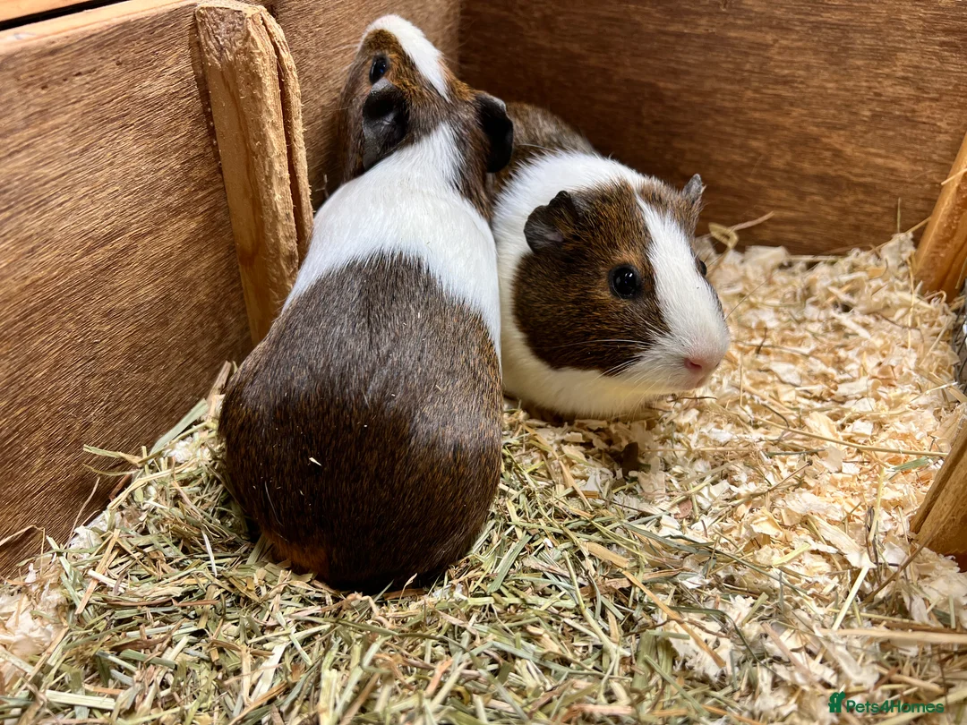 Guinea Pig rodents for sale: Pair of sow/girls - Advert 6