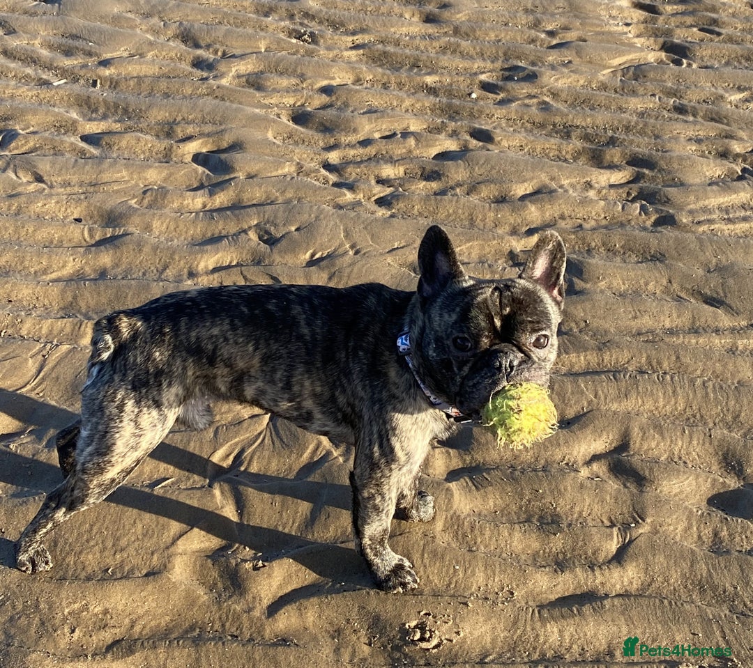 French Bulldog dogs for stud: STUD - Sebastian beautiful boy available for STUD - Advert 9