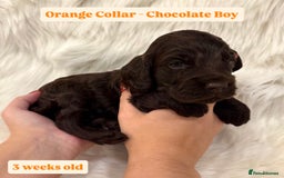 Cockapoo dogs for sale: Extensive DNA Health Tested Cockapoo Puppies 🧬 - Image 11