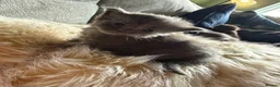 Maine Coon cats for sale: Maine Coon kittens  - Advert 10