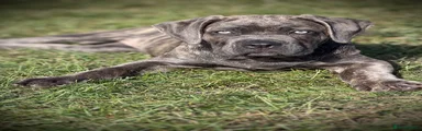 Cane Corso 1