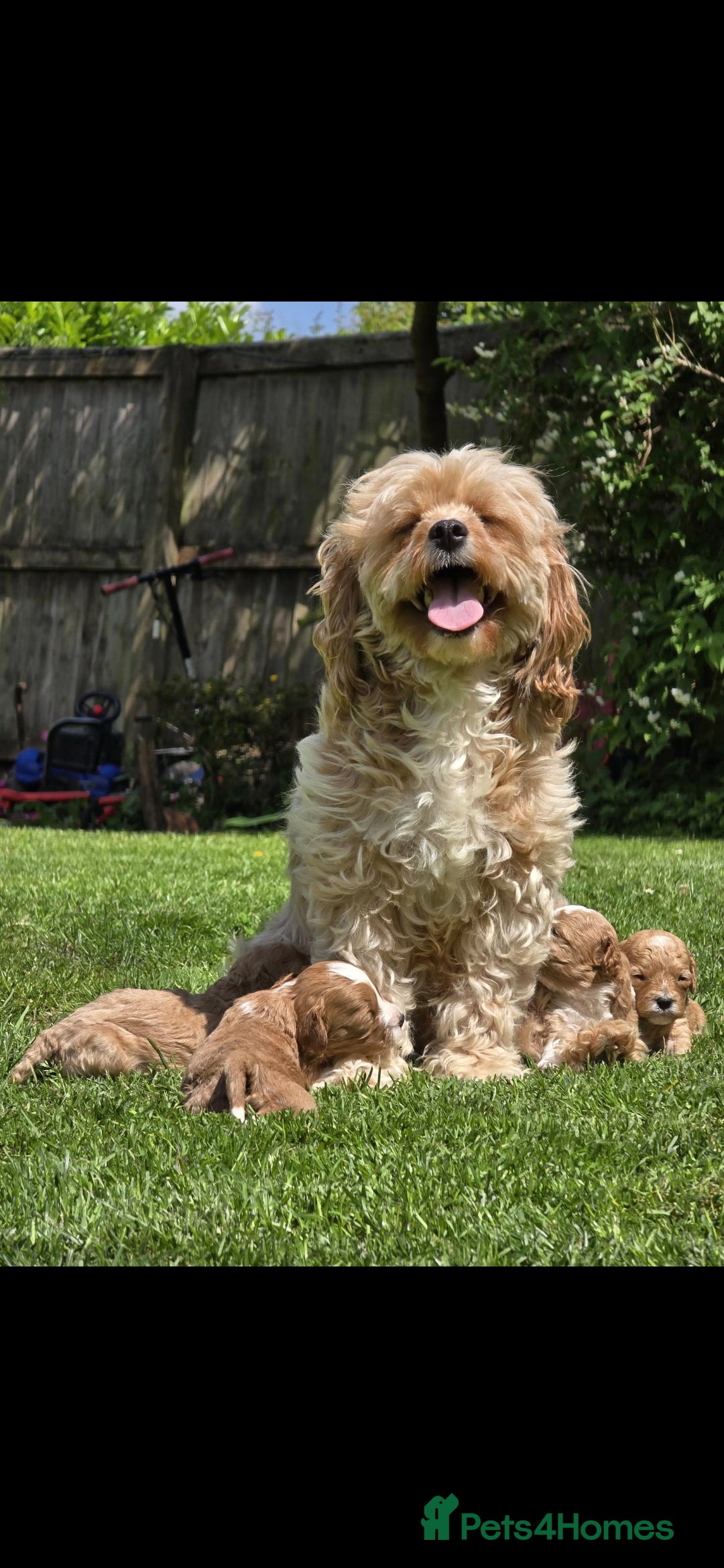 Cavapoo dogs for sale: Cavapoo male - Image 9
