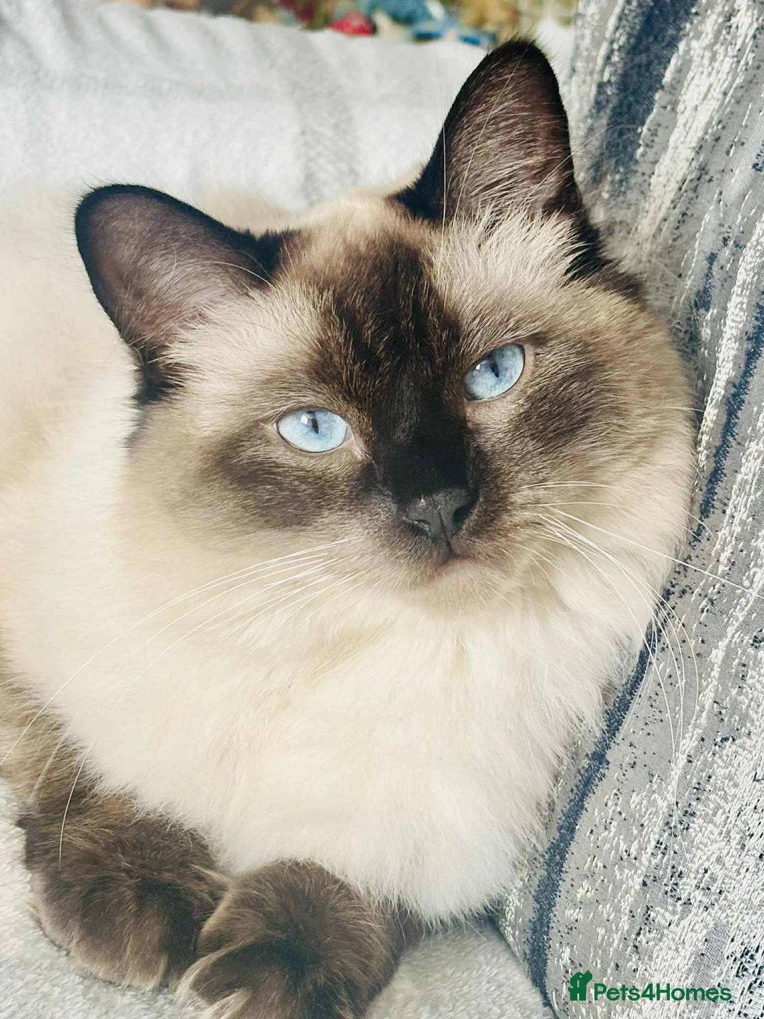 Ragdoll cats for sale: Male regdoll kitten looking for his forever home  - Advert 2