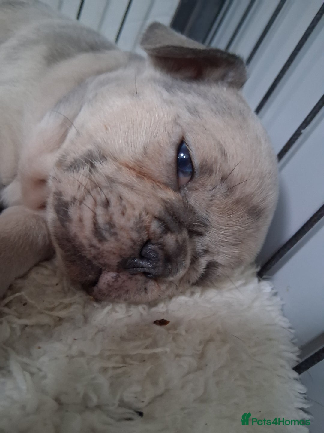 French Bulldog dogs for sale: 8 stunning french bulldogs - Advert 15