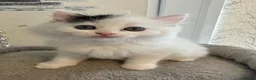Ragdoll cats for sale: Beautiful Ragdoll kittens - Advert 17