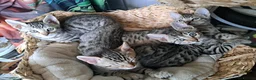 Bengal cats for sale: Snow lynx bengal kittens  - Advert 12