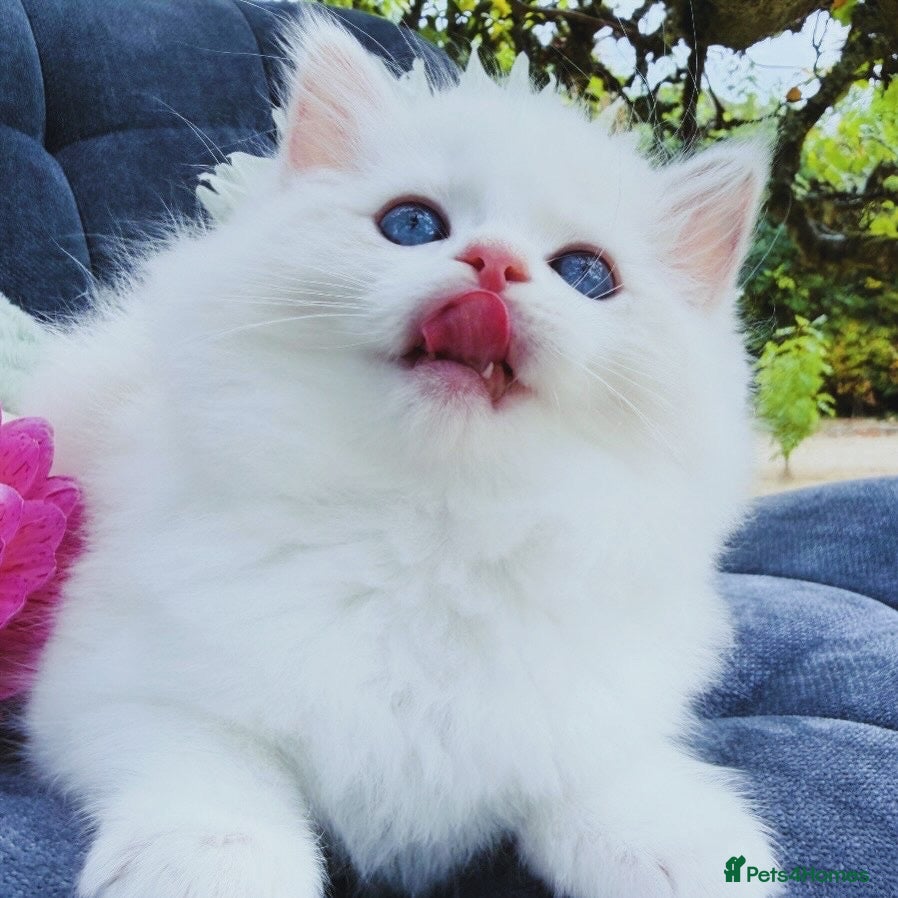 Ragdoll cats Rare Blue Torte Bi Colour Lynx  - Advert 1