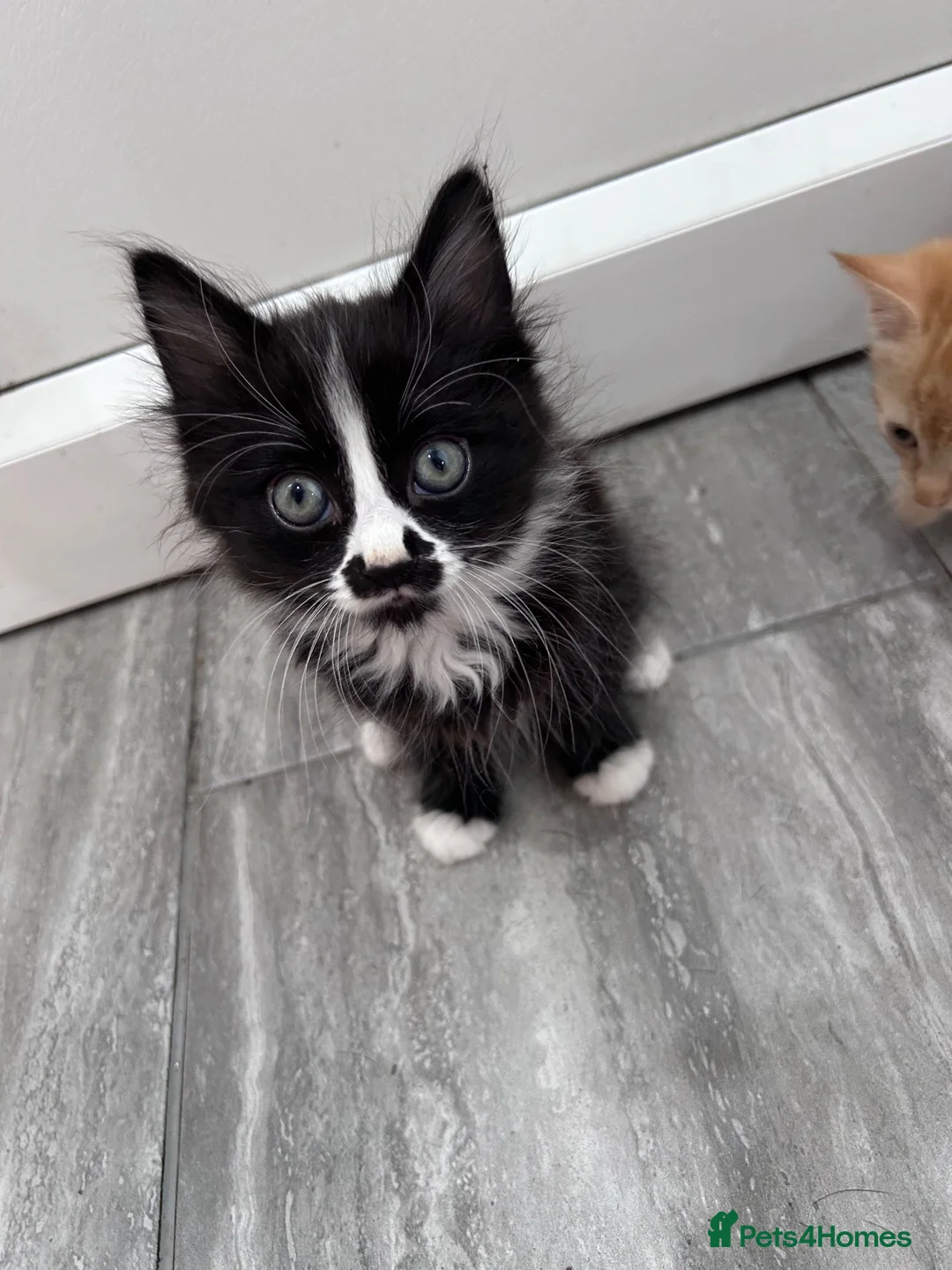Domestic Shorthair cats for sale: 4 beautiful kittens for sale  in Hatfield - Advert 2