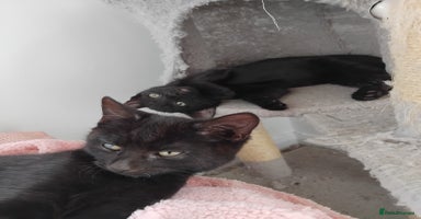 Mixed Breed cats - Advert 6
