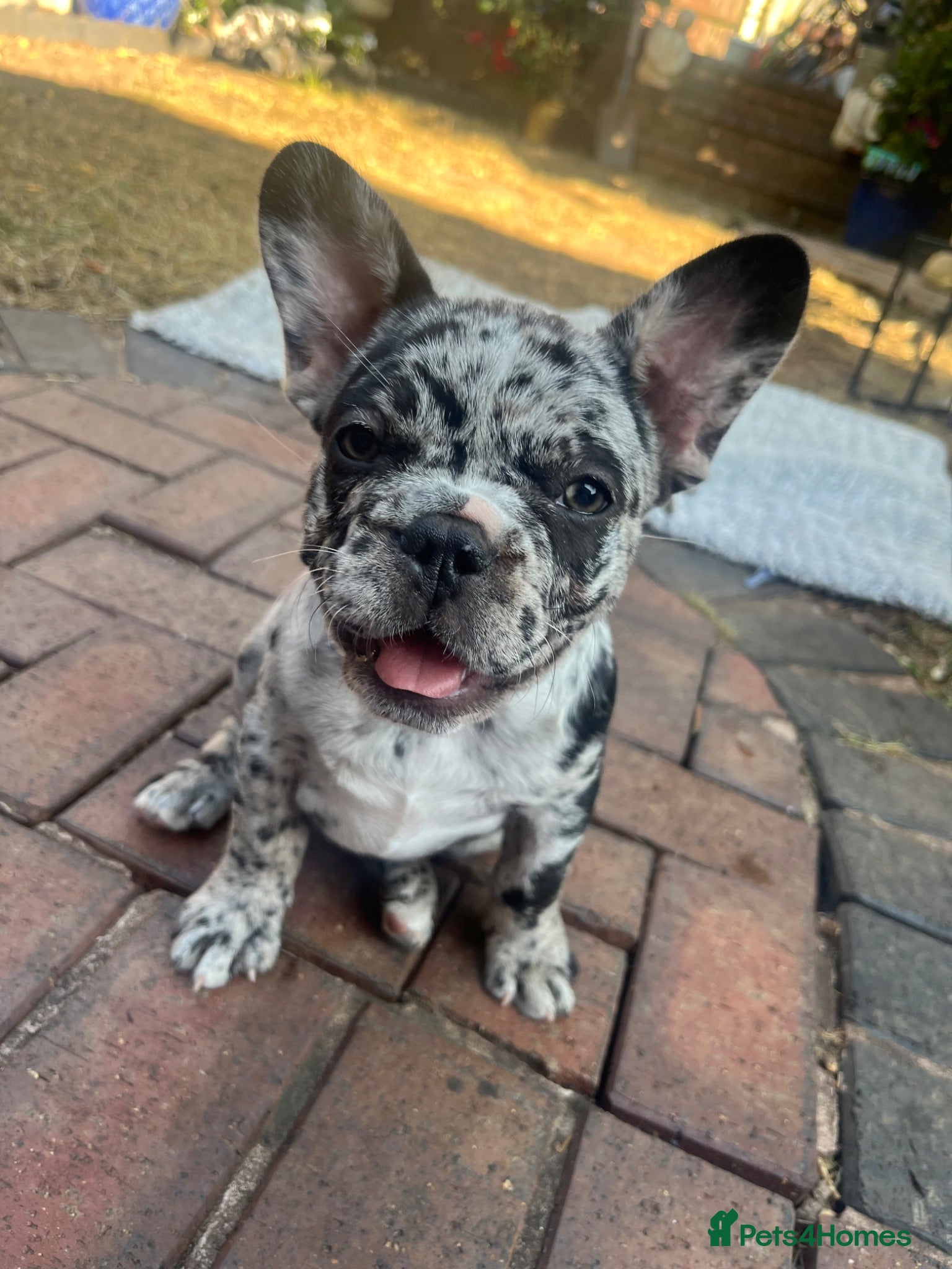 French Bulldog dogs Beautiful Merle French bulldog puppies - Advert 6
