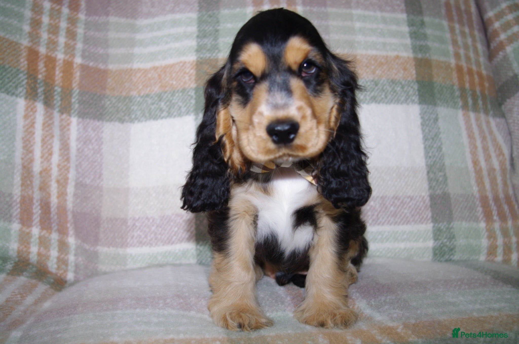 Cocker Spaniel dogs Beautiful Show Cocker Spaniel Puppies  - Advert 1
