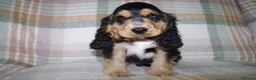 Cocker Spaniel dogs for sale: Beautiful Show Cocker Spaniel Puppies  - Advert 7