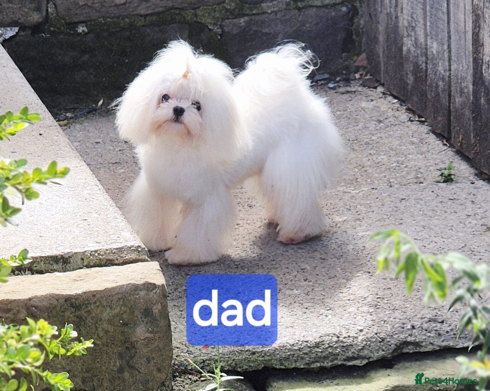 Maltipoo dogs  Beautiful  Maltipoo - Advert 2