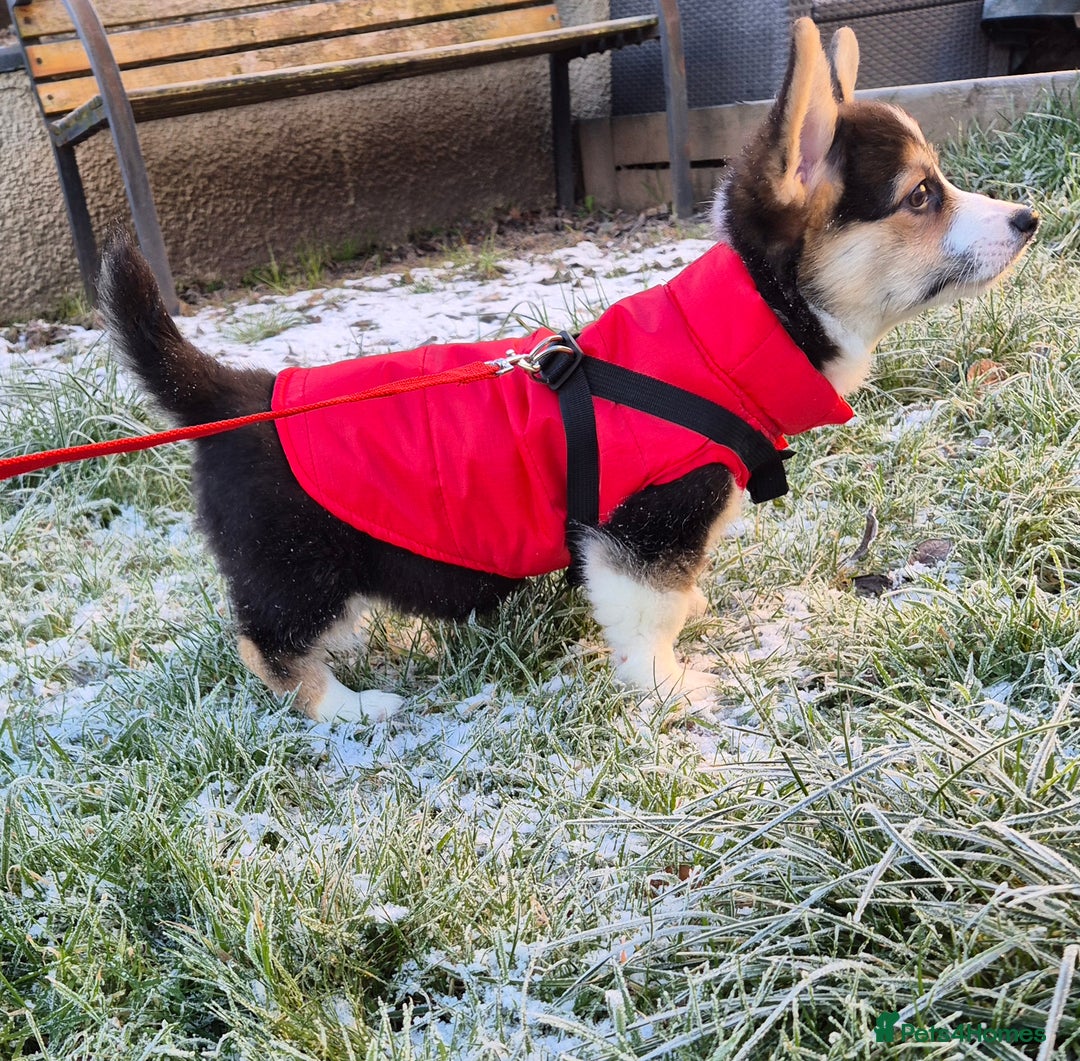 Welsh Corgi Pembroke dogs for sale: Kc reg 2 girls remaining bob & longtail - Advert 13