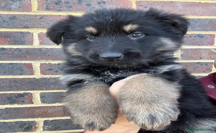 German Shepherd dogs - Advert 7