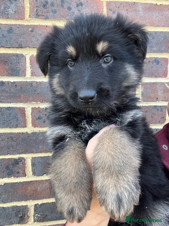 German Shepherd dogs - Advert 7