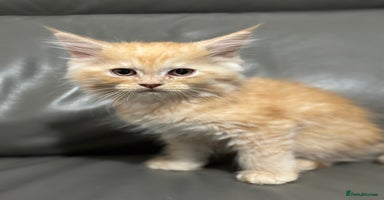 Maine Coon cats - Advert 4