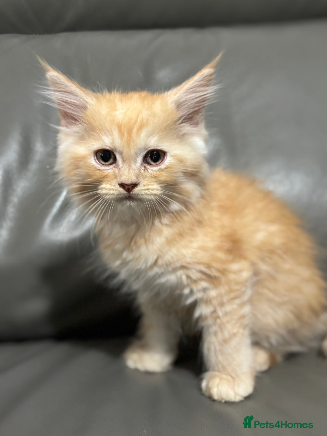 Maine Coon cats for sale: Super fluffy gorgeous Maine coon /Ragdoll kittens  - Image 2