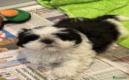 Shih Tzu dogs for sale: Pedigree Shitzu Puppies  - Image 6