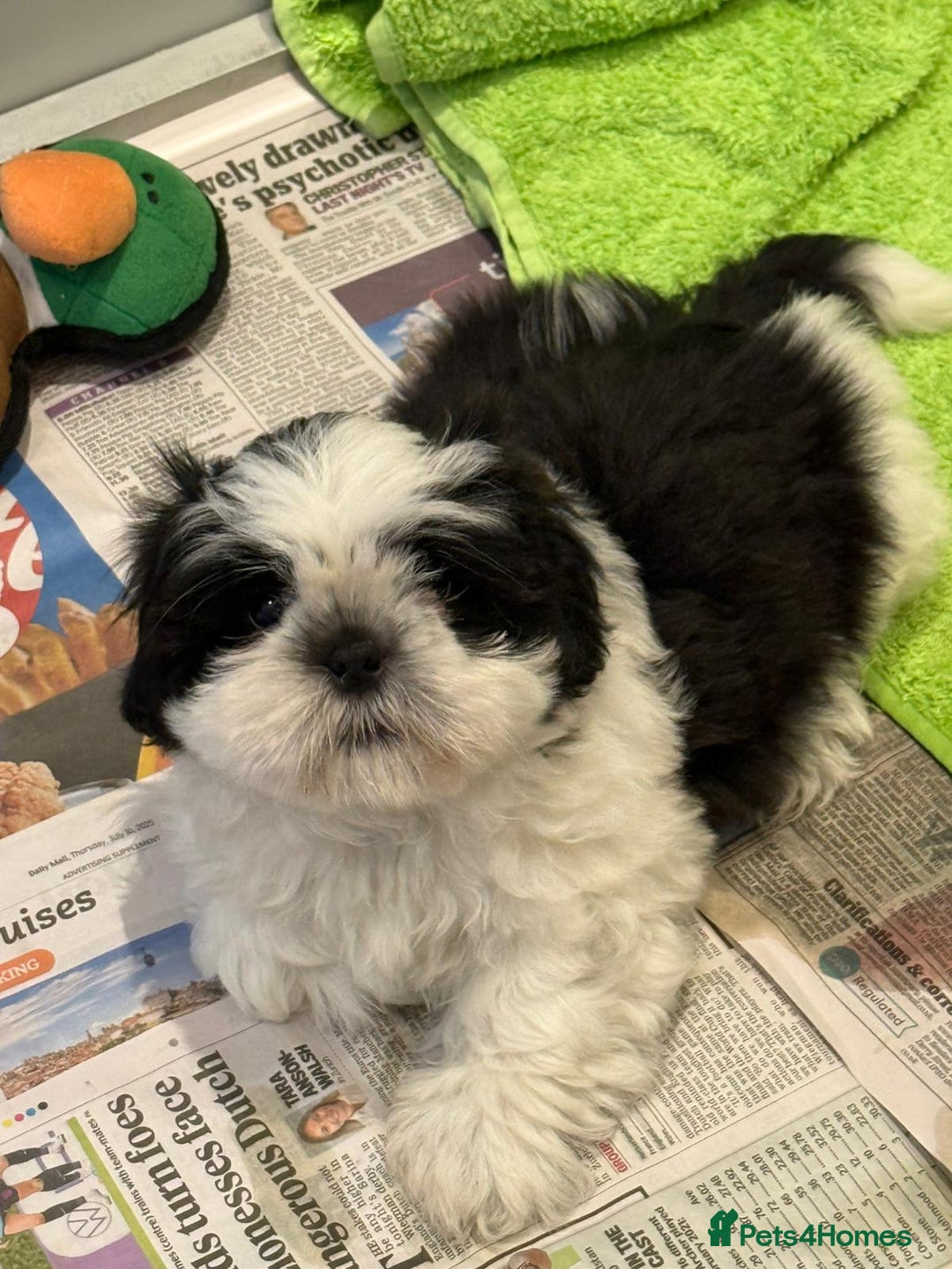 Shih Tzu dogs for sale: Pedigree Shitzu Puppies  - Image 6