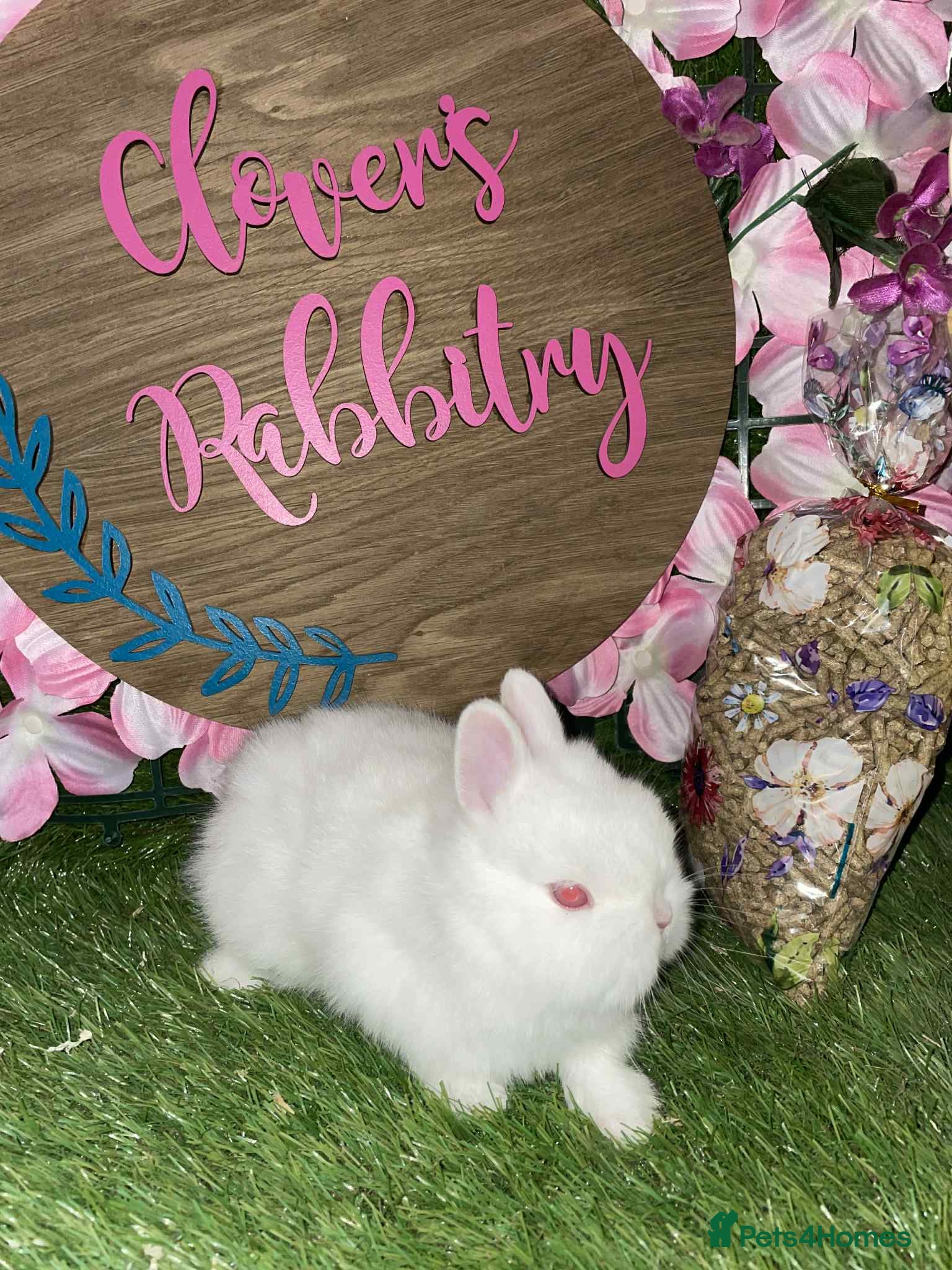 Netherland Dwarf rabbits Tiny Pedigree Netherland dwarfs  - Advert 4