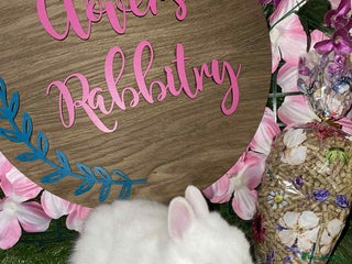 Netherland Dwarf rabbits Pedigree Netherland dwarfs - Advert 1