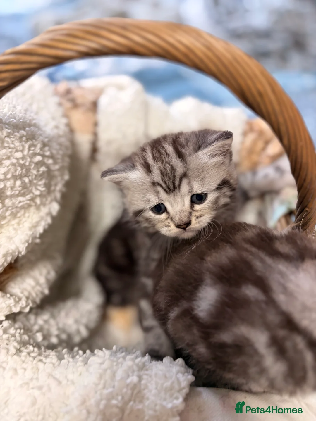 Persian cats for sale: Persian  - Advert 2