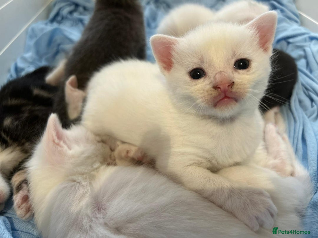 Mixed Breed cats for sale: Kittens Available to Reserve - Image 13