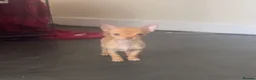 Chihuahua dogs for sale: Last chihuahua puppy REDUCED  - Advert 21