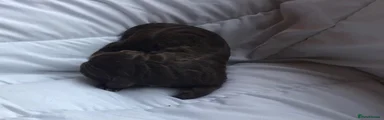 Stunning Chocolate Boy 3