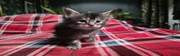 Maine Coon cats for sale: TICA registered Russian lineage Maine coon kittens - Advert 23