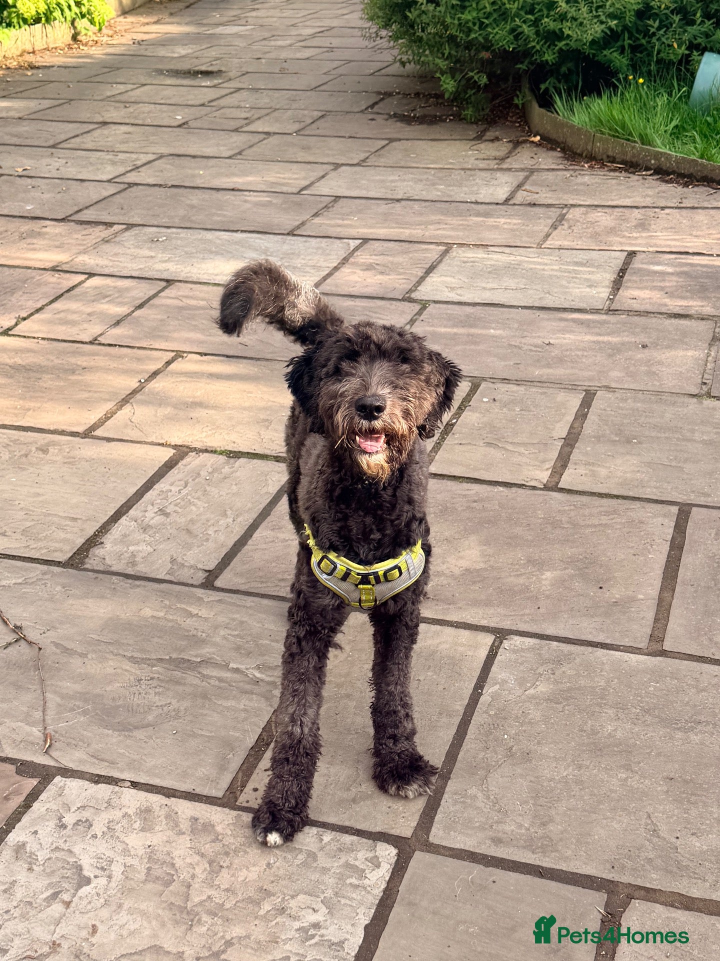 Mixed Breed dogs beautiful sheepadoodle looking for a forever home - Advert 2